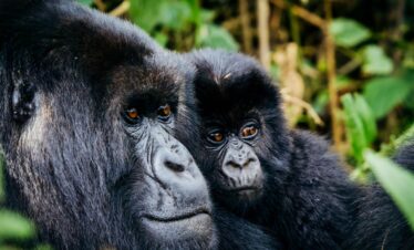Gorilla Trekking in Uganda