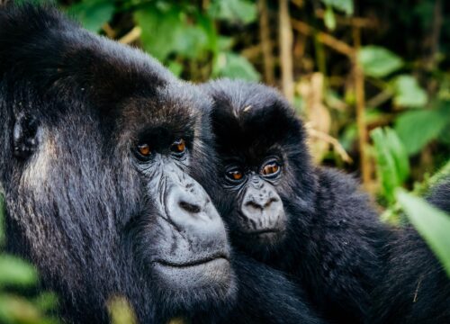 Gorilla Trekking in Uganda – Affordable Journey with Afoyo African Safaris