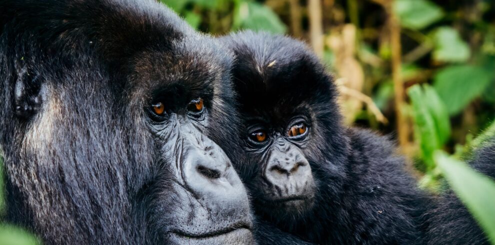 Gorilla Trekking in Uganda
