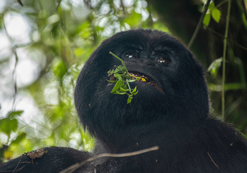 2 Days Gorilla Trekking In Rwanda