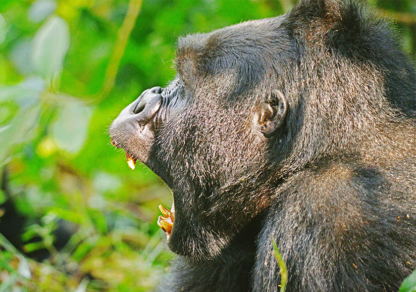 7-Day Mountain & Lowland Gorilla Trekking adventure