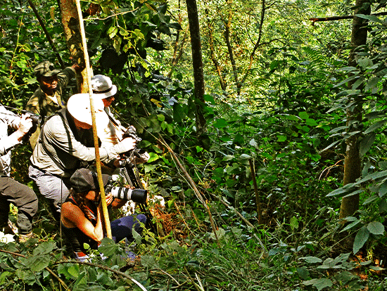 Afoyo African Safaris