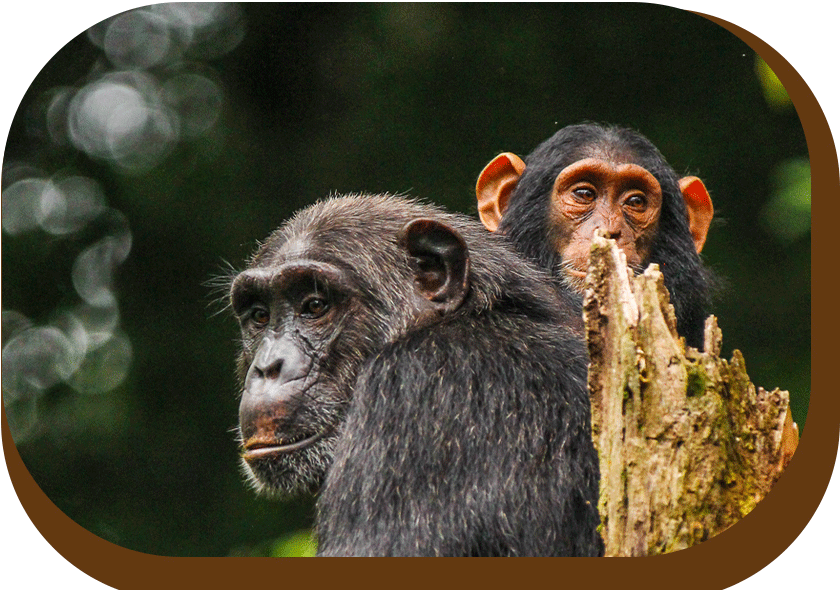 Affordable Safari in Uganda