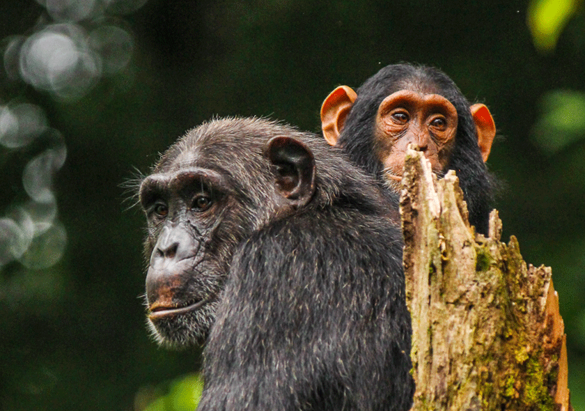 7 Days Rwanda Primates & Wildlife