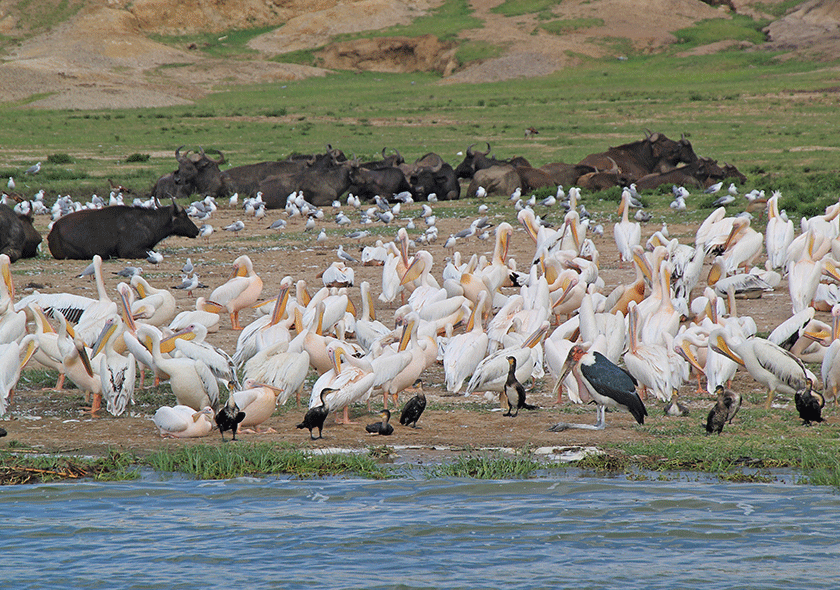 9 Days Luxury Wildlife Adventure In Kenya