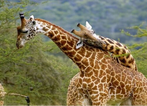 3 Days Akagera Wildlife Safari