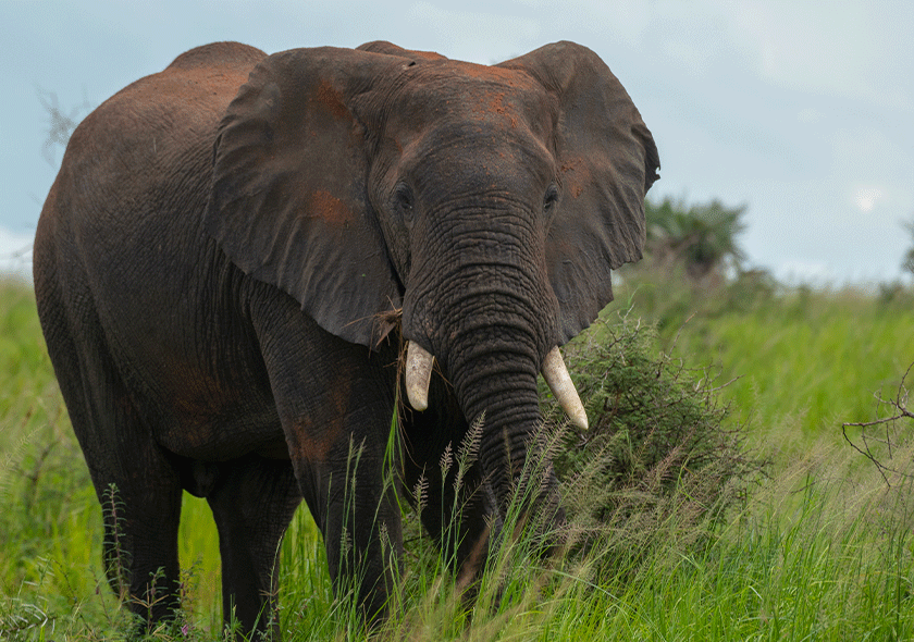 7-Day Affordable Safari in Tanzania