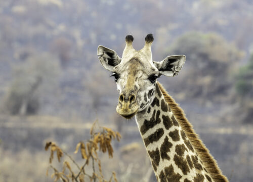 Best African Country to Visit: A Safari Showdown (2025 Guide)