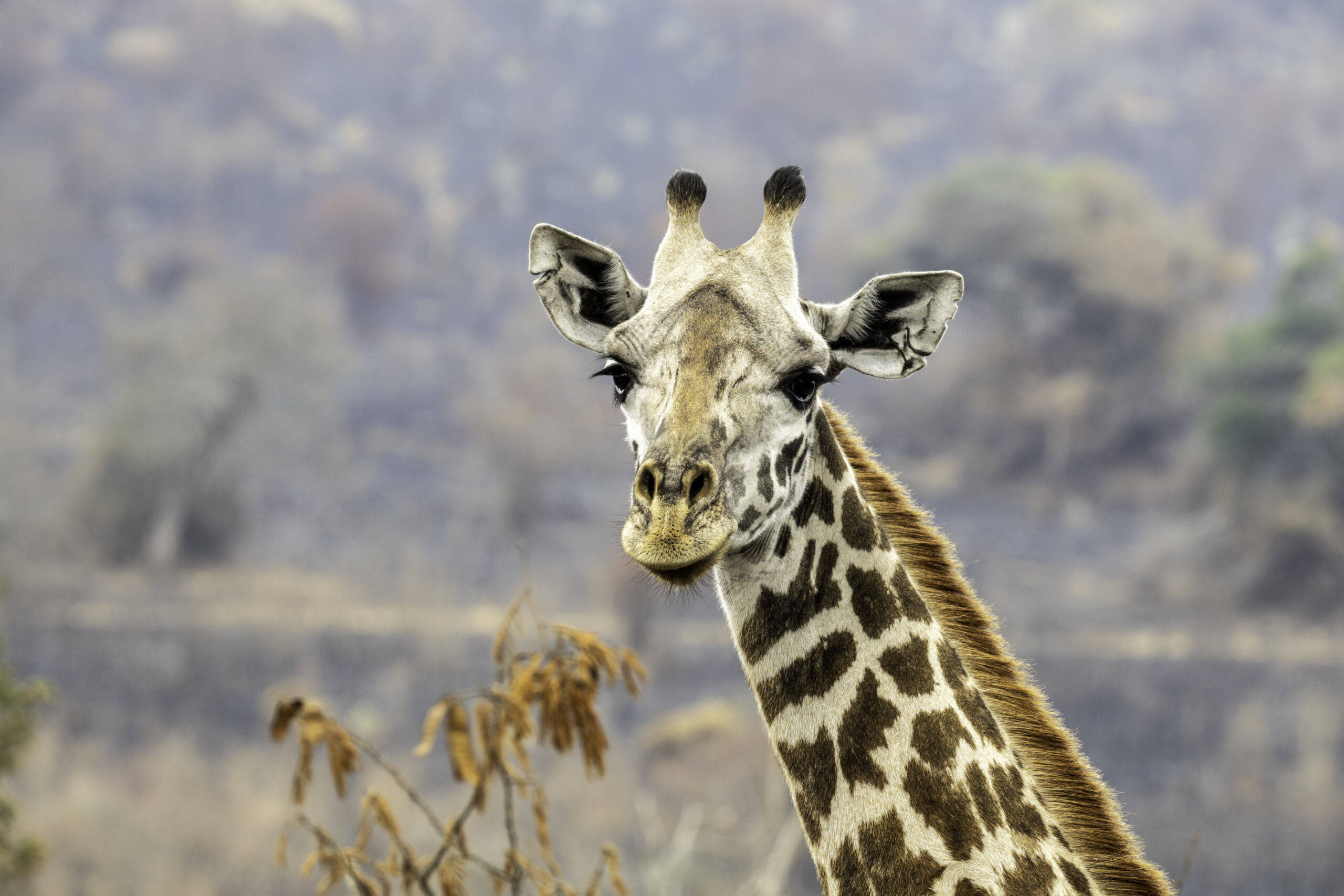 Best African Country to Visit: A Safari Showdown (2025 Guide)