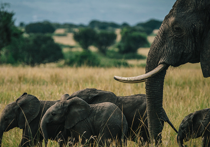 10 Days Classic Kenya Wildlife Safari