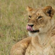 Tanzania Safari Packages