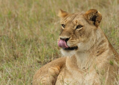 Tanzania Safari Packages