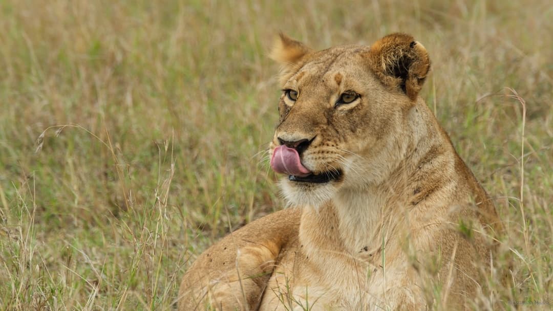 Tanzania Safari Packages