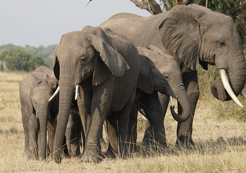 15 Days Uganda & Rwanda  Safari