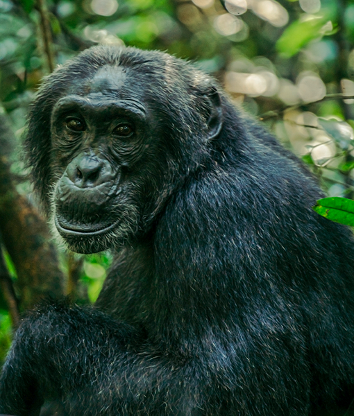 Bwindi National Park