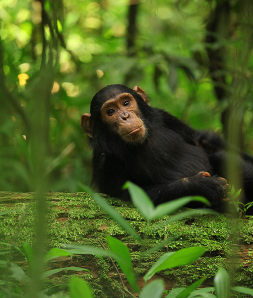 Kibale Forest National Park