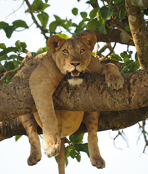 Rwenzori Mountain National Park