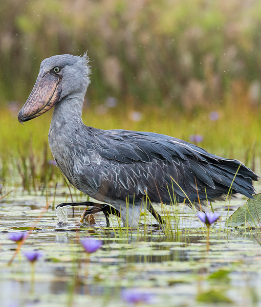 Lake Mburo National Park