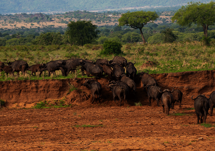Afoyo African Safaris