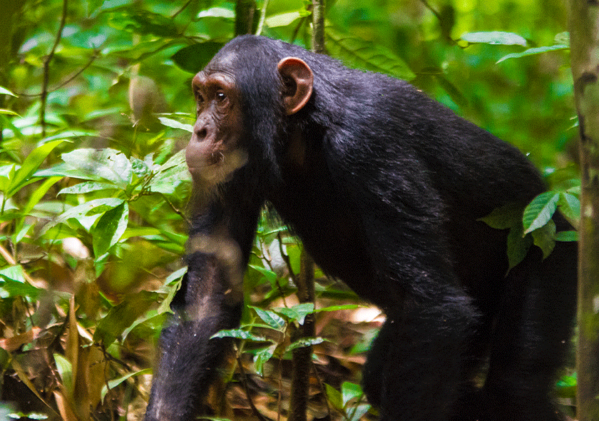 Afoyo African Safaris