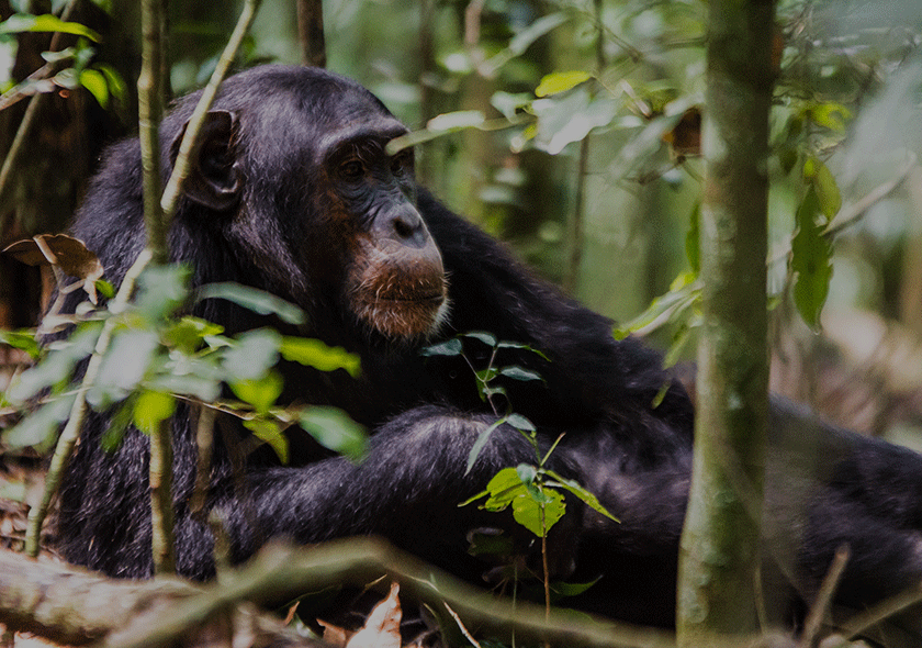 Afoyo African Safaris