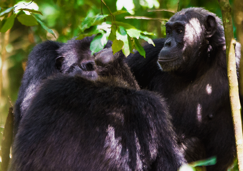 Mgahinga Gorilla National Park