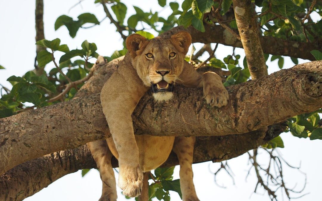 Uganda Safari Tours – Exclusive wildlife encounters in Uganda