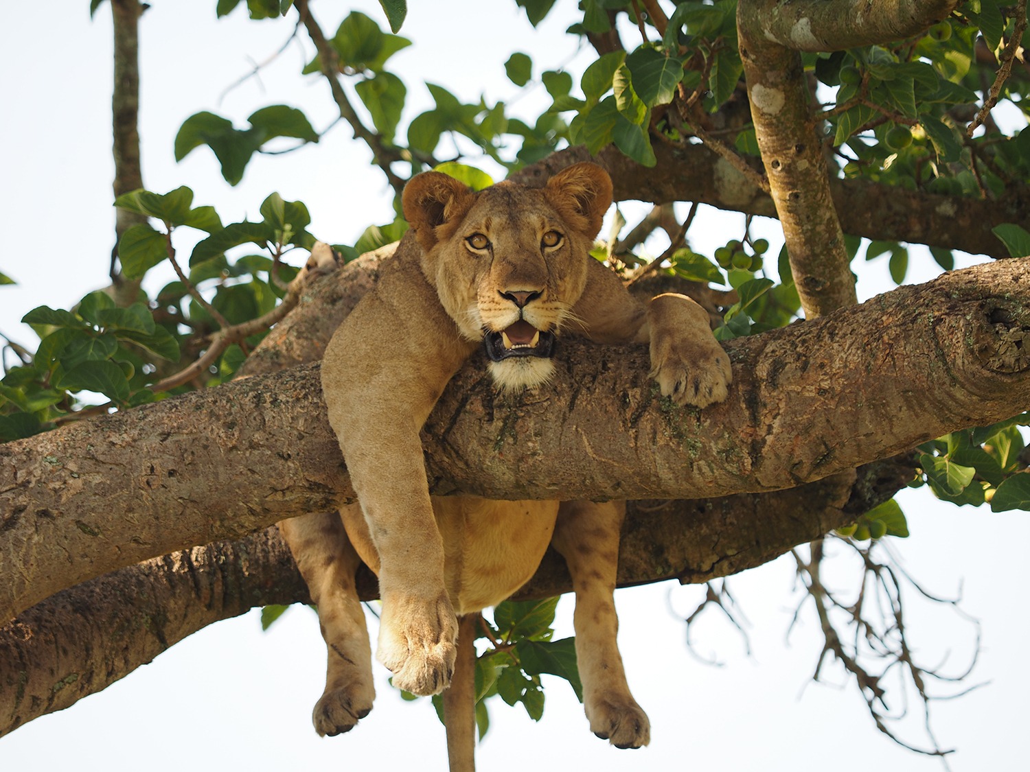 Uganda Safari Tours