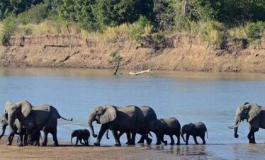 10 Days Best of Zambia Safari today