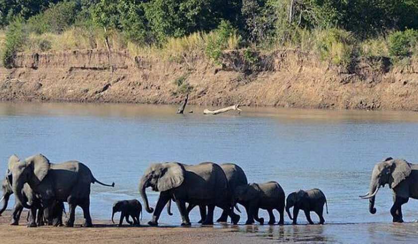 10 Days Best of Zambia Safari today