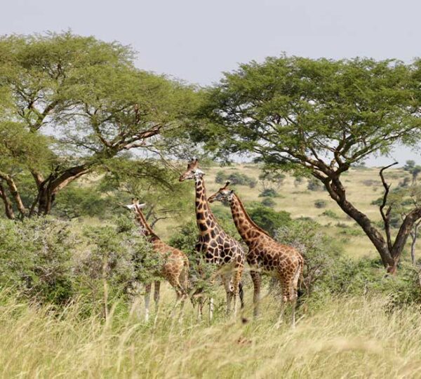 Afoyo-African-Safaris