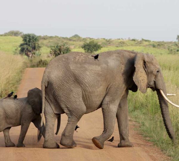 Afoyo-African-Safaris_1