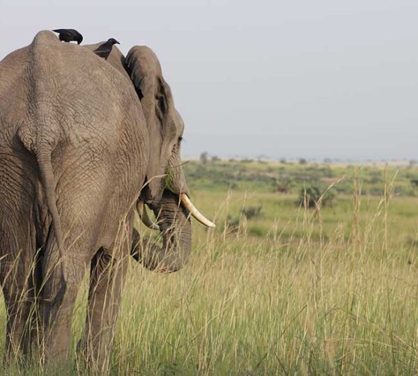 Afoyo-African-Safaris_3