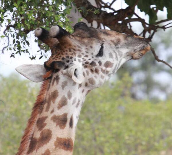 Afoyo-African-Safaris_4