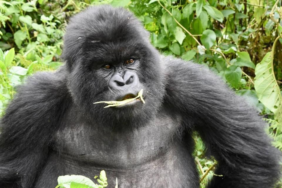 Gorillas Food – What Do Gorillas Eat?