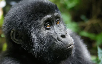 Gorilla Trekking in Uganda and Rwanda – Last-Minute Gorilla Permits