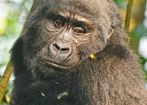 3-Day Rwanda Gorilla Trekking Safari