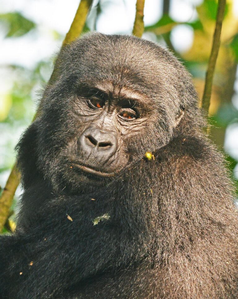 3-Day Rwanda Gorilla Trekking Safari