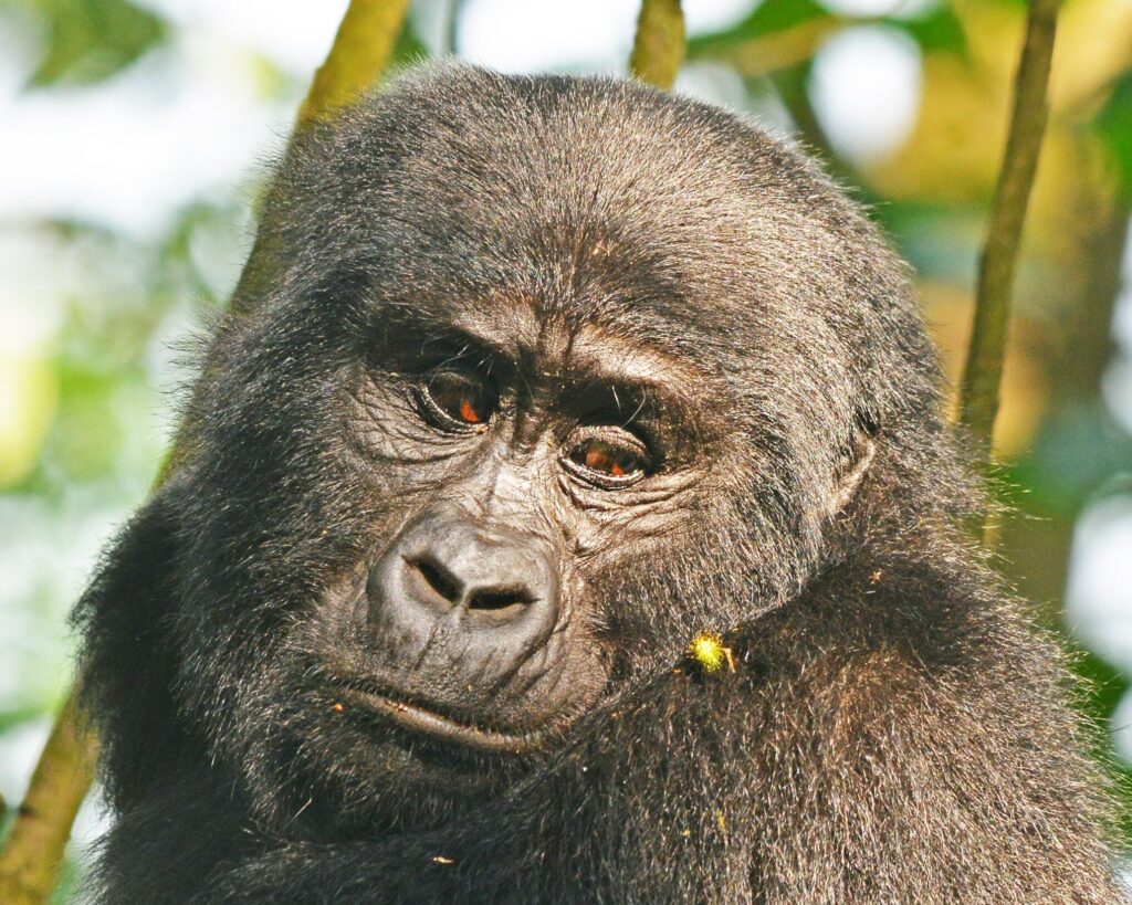 3-Day Rwanda Gorilla Trekking Safari