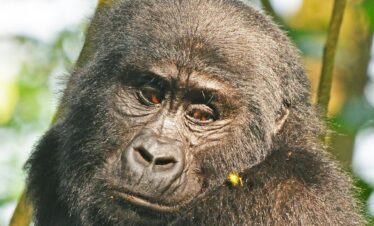 3-Day Rwanda Gorilla Trekking Safari