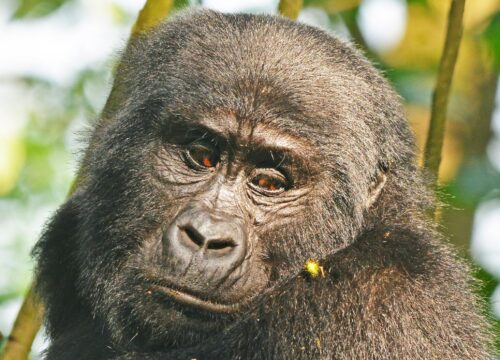 3-Day Rwanda Gorilla Trekking Safari
