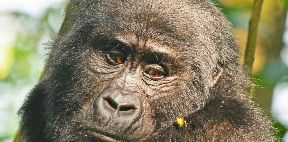 3-Day Rwanda Gorilla Trekking Safari