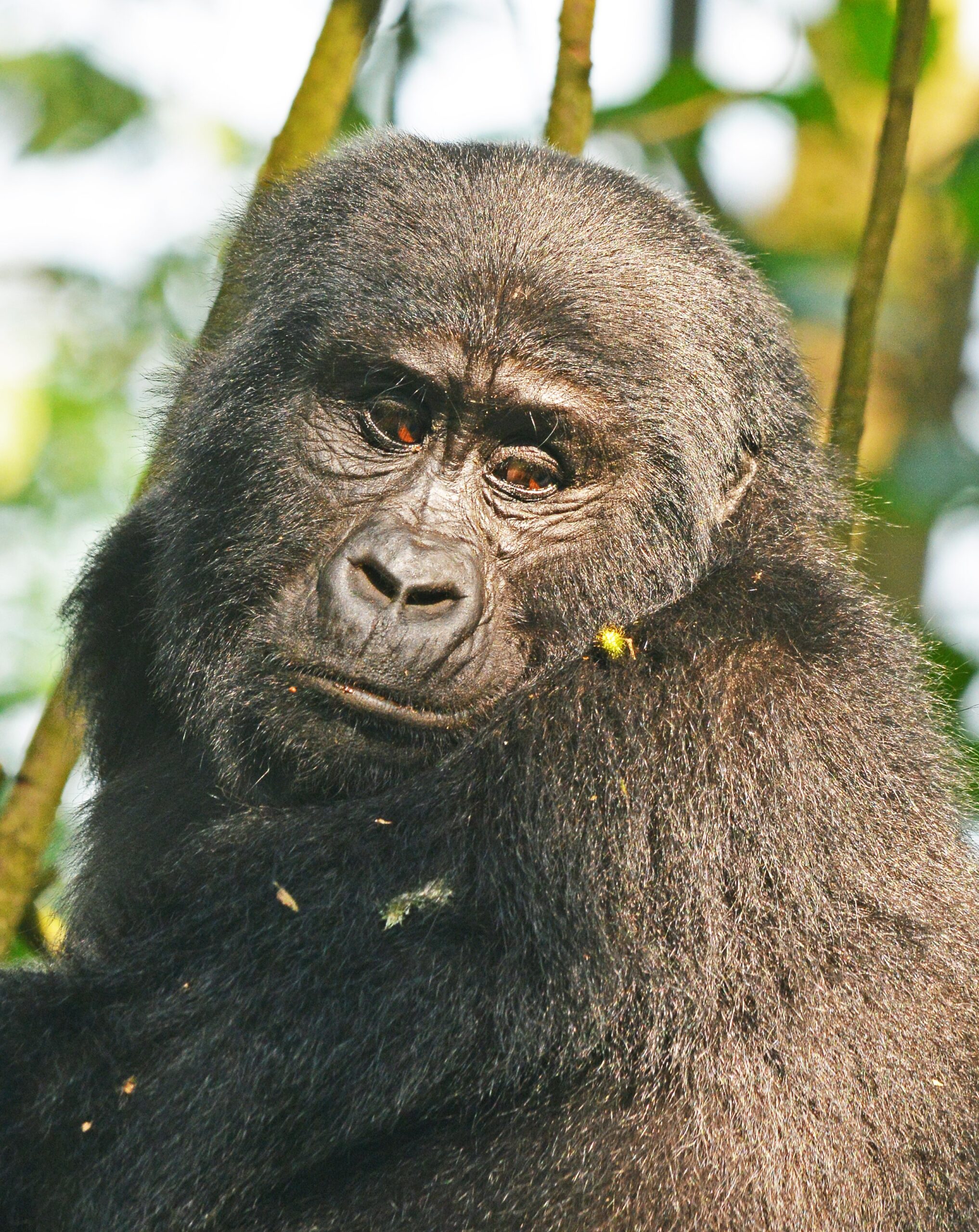 3-Day Rwanda Gorilla Trekking Safari