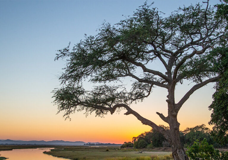 4 Day Lower Zambezi Canoe Safari Experience