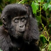 Average Strength of a Gorilla