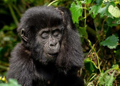 Average Strength of a Gorilla