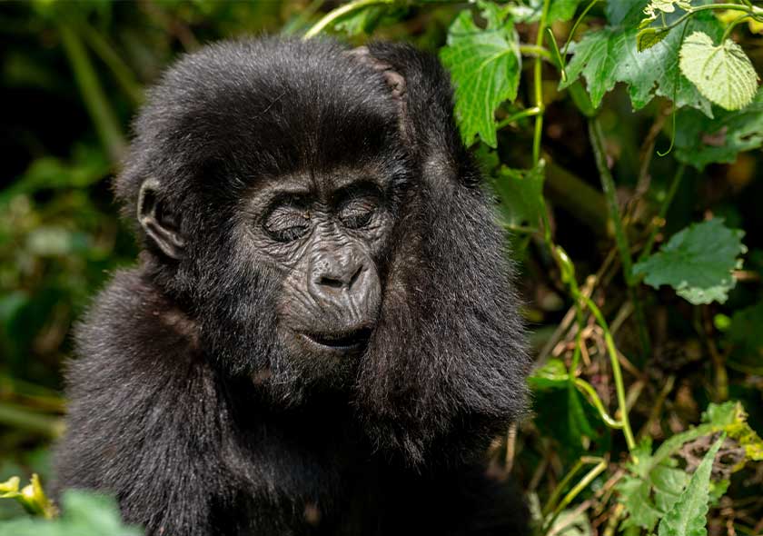 Average Strength of a Gorilla