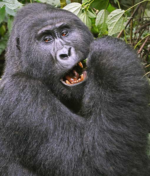 Bwindi National Park