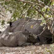 Ajai Wildlife Reserve