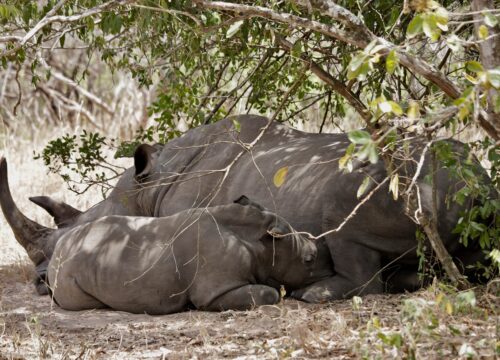Ajai Wildlife Reserve: The Lost Rhino Kingdom of Uganda’s West Nile  